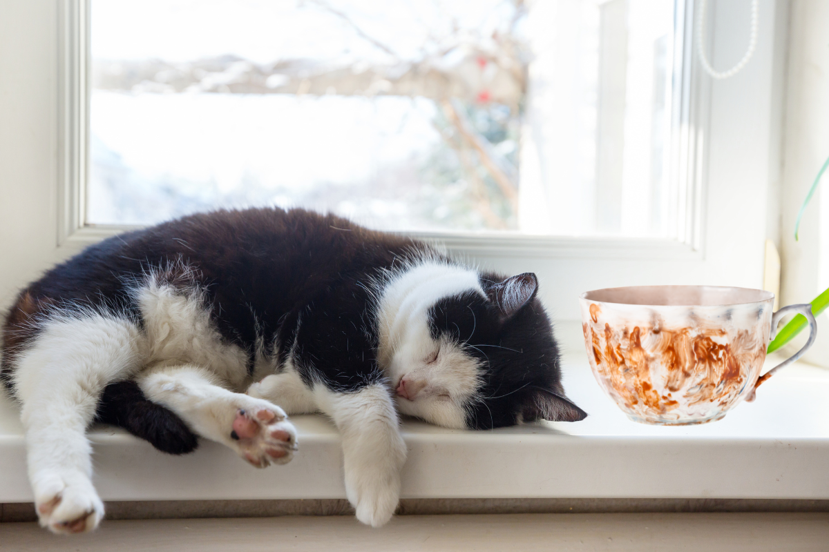 Sleeping kitty beside a teacup