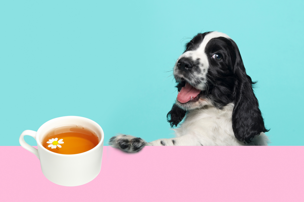 Happy puppy beside a teacup
