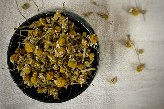 Egyptian Chamomile